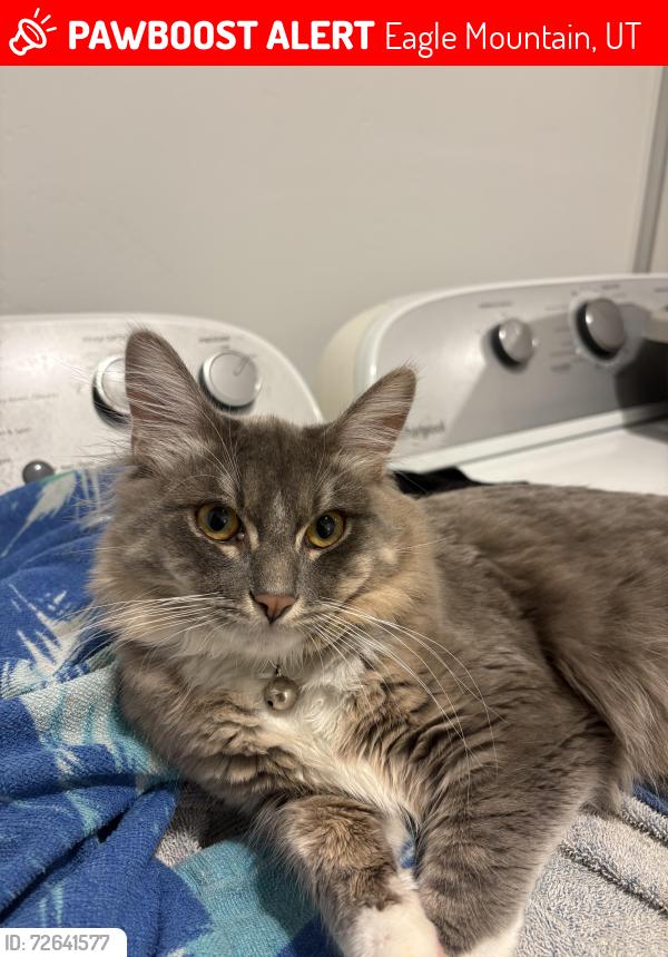 Lost Male Cat last seen Eagle Mountain, Eagle Mountain, UT 84005