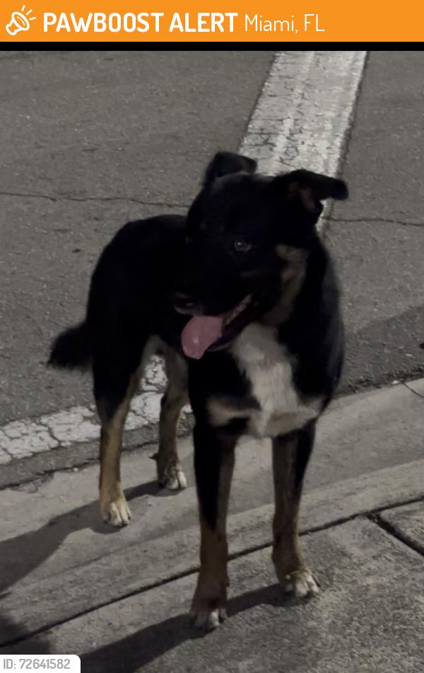Found/Stray Male Dog last seen NE 74 Street and NE 5th Avenue, Miami, FL 33138
