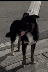 Found/Stray Male Dog last seen NE 74 Street and NE 5th Avenue, Miami, FL 33138