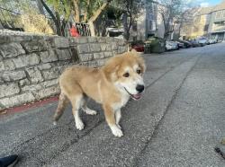 Found/Stray Male Dog last seen Dexter apmts 744 W Wm Cannon Drive & S 1st, Austin, TX 78745