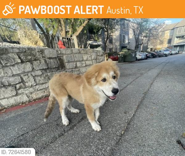 Found/Stray Male Dog last seen Dexter apmts 744 W Wm Cannon Drive & S 1st, Austin, TX 78745