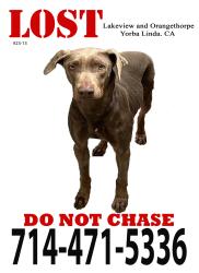 Lost Female Dog last seen Lakeview & Buena Vista, Anaheim, CA 92807