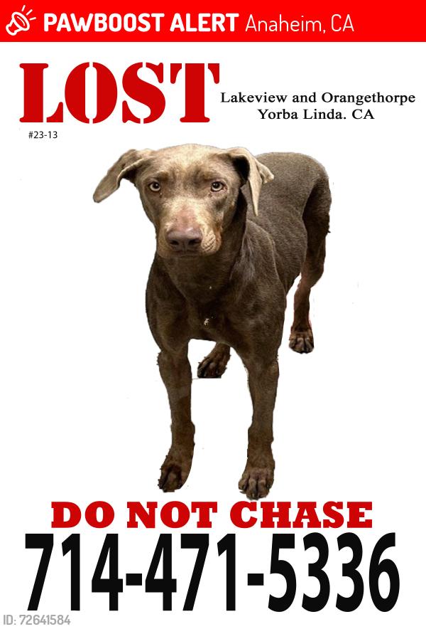 Lost Female Dog last seen Lakeview & Buena Vista, Anaheim, CA 92807