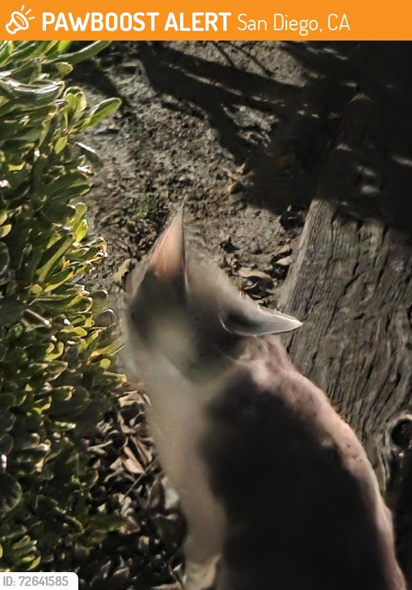 Found/Stray Male Cat last seen By the park haven sighn , San Diego, CA 92173