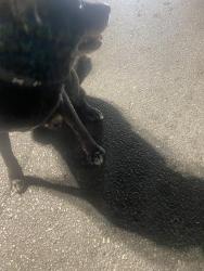 Found/Stray Male Dog last seen 24th and Culebra, San Antonio, TX 78251