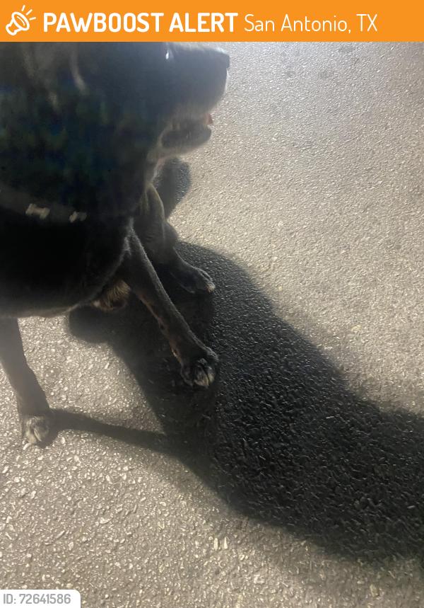Found/Stray Male Dog last seen 24th and Culebra, San Antonio, TX 78251