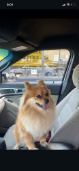 Lost Female Dog last seen Near Lincoln st , Hollywood, FL 33020