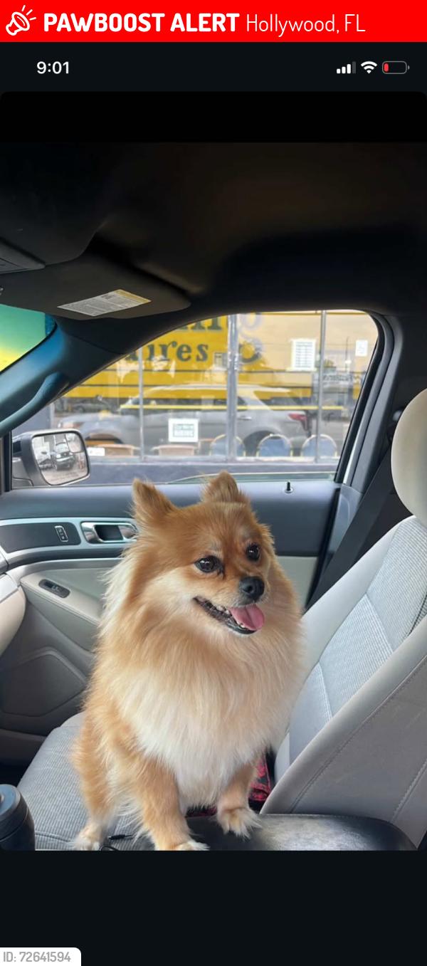 Lost Female Dog last seen Near Lincoln st , Hollywood, FL 33020