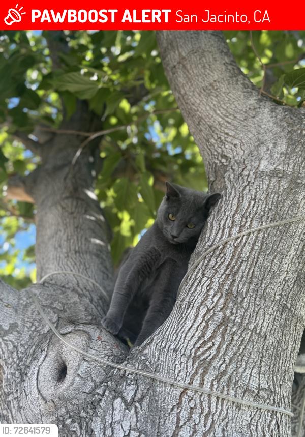 Lost Male Cat last seen State st Main st , San Jacinto, CA 92583