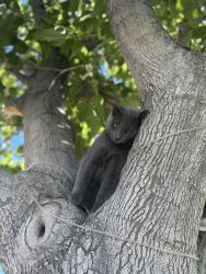 Lost Male Cat last seen State st Main st , San Jacinto, CA 92583