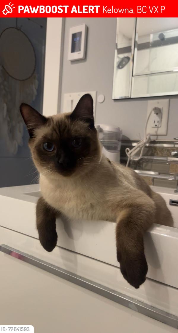 Lost Male Cat last seen Friesen rd, Kelowna, BC V1X 7P4