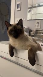 Lost Male Cat last seen Friesen rd, Kelowna, BC V1X 7P4