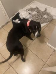 Lost Female Dog last seen Austin Hwy Perrin Beitel, San Antonio, TX 78218
