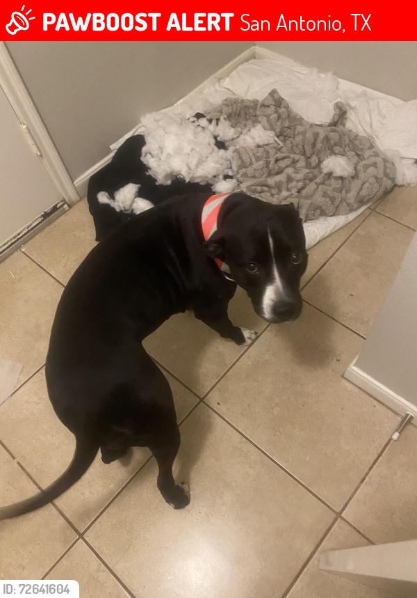 Lost Female Dog last seen Austin Hwy Perrin Beitel, San Antonio, TX 78218