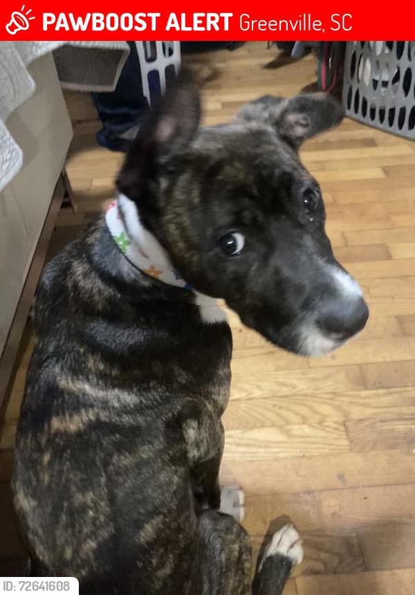 Lost Female Dog last seen Laurens rd and Parkins mill rd, Greenville, SC 29607