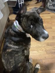 Lost Female Dog last seen Laurens rd and Parkins mill rd, Greenville, SC 29607