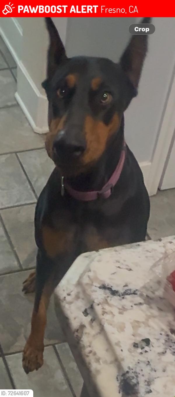 Lost Female Dog last seen Herndon and Milburn , Fresno, CA 93722