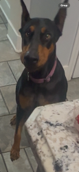 Lost Female Dog last seen Herndon and Milburn , Fresno, CA 93722