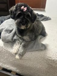 Lost Female Dog last seen Near NW 121 st , North Miami, FL 33161