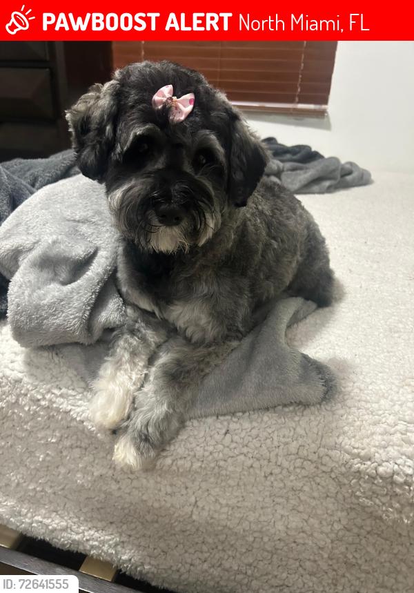 Lost Female Dog last seen Near NW 121 st , North Miami, FL 33161