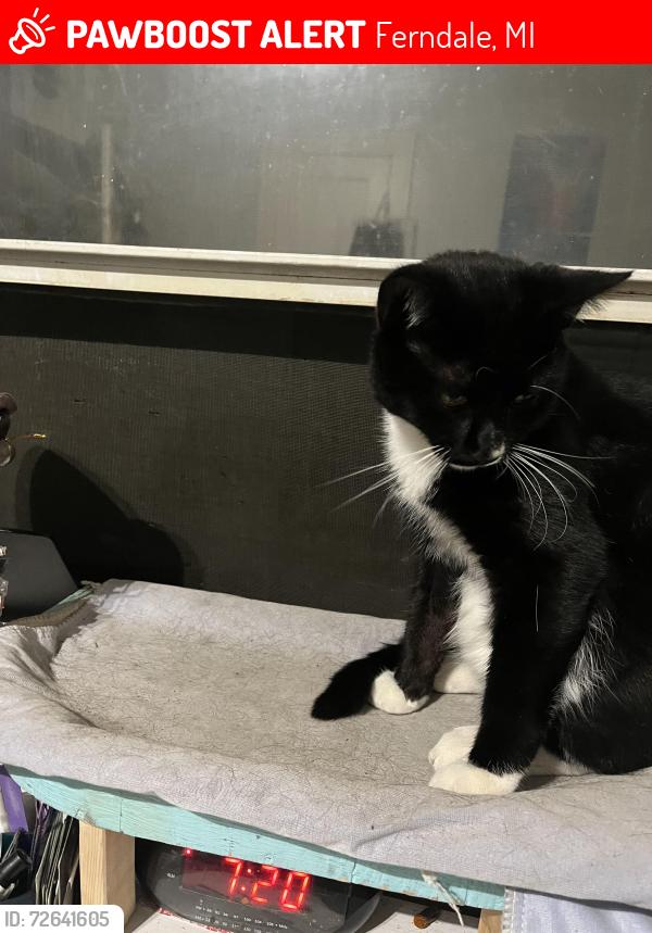 Lost Male Cat last seen Bermuda and Drayton, Ferndale, MI 48220