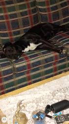 Lost Female Dog last seen Warran watt road, Anderson County, SC 29655