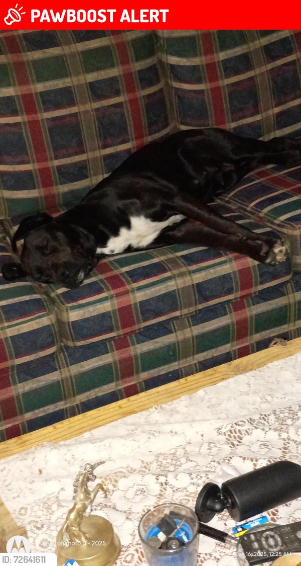 Lost Female Dog last seen Warran watt road, Anderson County, SC 29655
