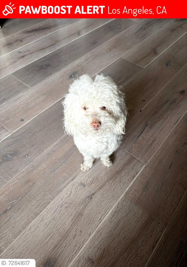 Lost Male Dog last seen Near east 101 st, Los Angeles, CA 90002