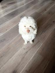 Lost Male Dog last seen Near east 101 st, Los Angeles, CA 90002