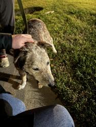 Found/Stray Male Dog last seen Rose Ave + Angelene Drive, Modesto, CA 95355