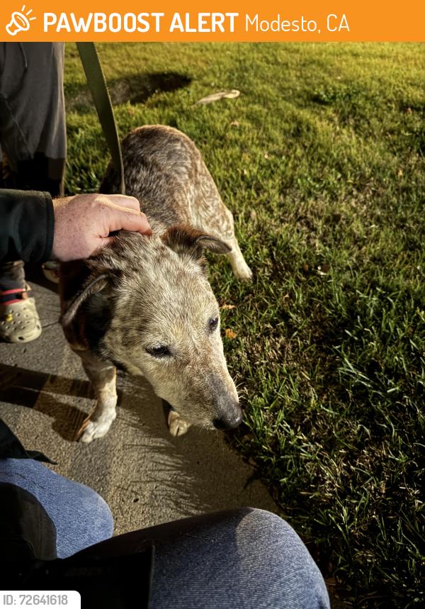 Found/Stray Male Dog last seen Rose Ave + Angelene Drive, Modesto, CA 95355