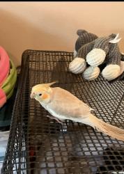 Lost Male Bird last seen Weight road  and Almira road South Gate , South Gate, CA 90280