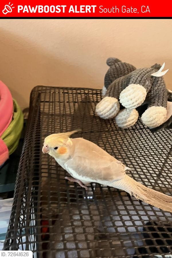 Lost Male Bird last seen Weight road  and Almira road South Gate , South Gate, CA 90280