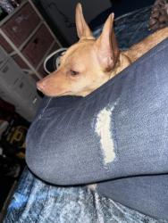 Lost Male Dog last seen Vanowen and Balboa, Los Angeles, CA 91406