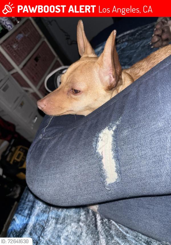 Lost Male Dog last seen Vanowen and Balboa, Los Angeles, CA 91406