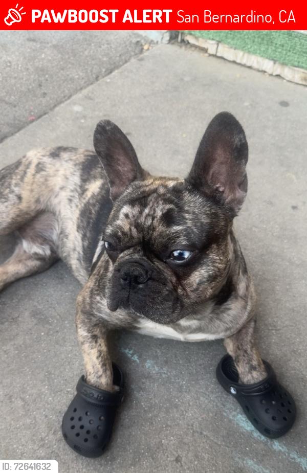 Lost Male Dog last seen California Street , San Bernardino, CA 92411