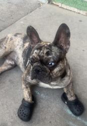 Lost Male Dog last seen California Street , San Bernardino, CA 92411