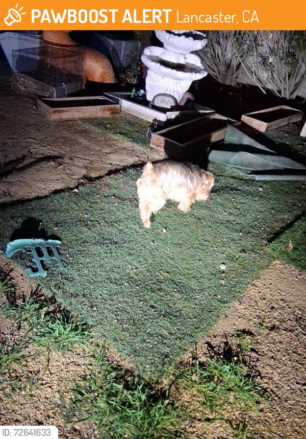 Found/Stray Male Dog last seen Ave j, Lancaster, CA 93534