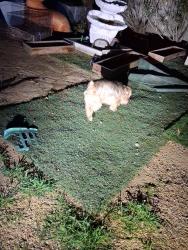 Found/Stray Male Dog last seen Ave j, Lancaster, CA 93534