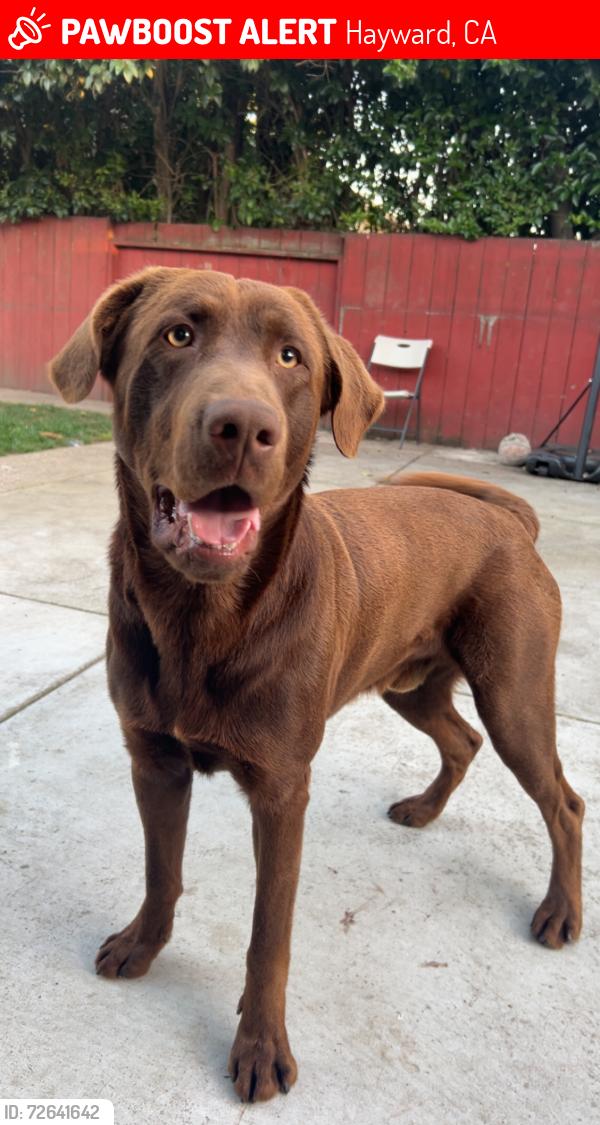 Lost Male Dog last seen He was seen around carrol around 6:30ish, Hayward, CA 94544