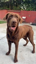Lost Male Dog last seen He was seen around carrol around 6:30ish, Hayward, CA 94544