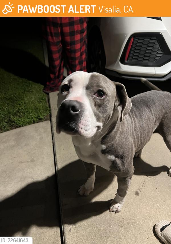 Found/Stray Male Dog last seen Whitendale, Visalia, CA 93277