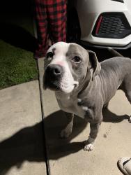 Found/Stray Male Dog last seen Whitendale, Visalia, CA 93277