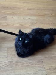Lost Male Cat last seen Ear is kinda missing, Riverside, CA 92507