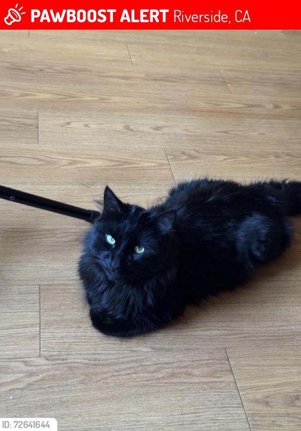 Lost Male Cat last seen Ear is kinda missing, Riverside, CA 92507