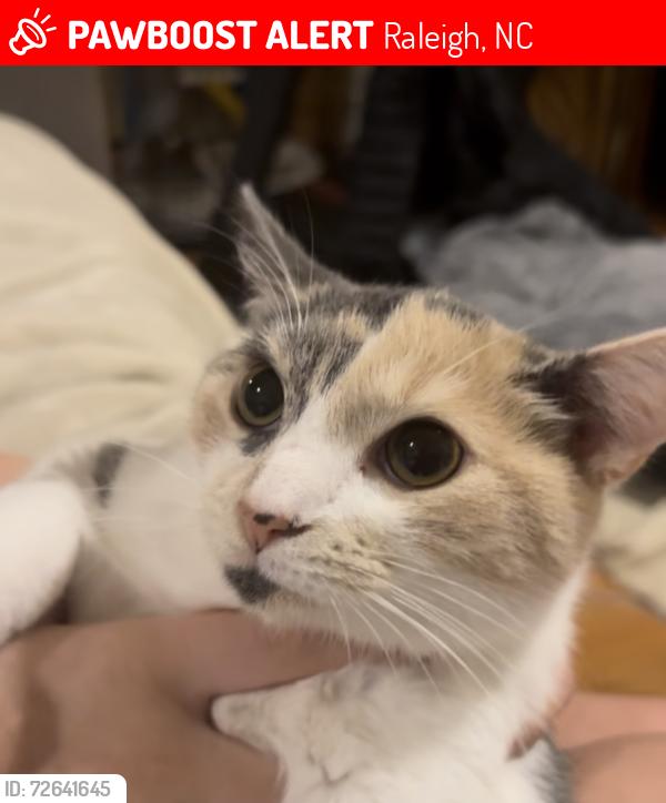 Lost Female Cat last seen Near Norwood and Six Forks, Raleigh, NC 27613