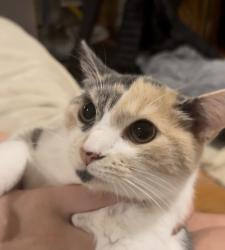 Lost Female Cat last seen Near Norwood and Six Forks, Raleigh, NC 27613