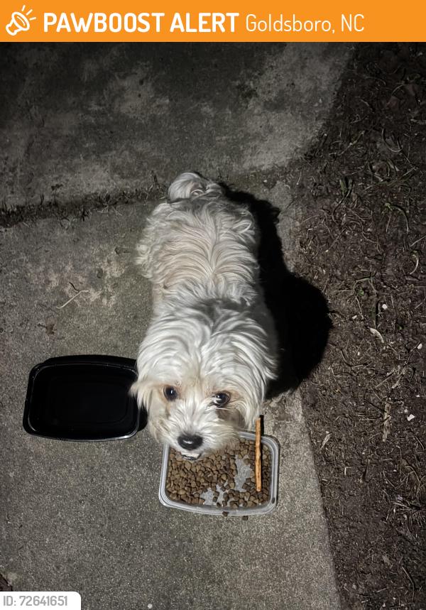 Found/Stray Male Dog last seen Evergreen Ave West Sacramento, Goldsboro, NC 27530