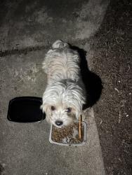 Found/Stray Male Dog last seen Evergreen Ave West Sacramento, Goldsboro, NC 27530