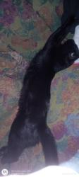 Lost Male Cat last seen Columbia st and Acacia Ave, Hemet, CA 92544